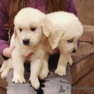 Photo №1. golden retriever - for sale in the city of Dace | negotiated | Announcement № 55148