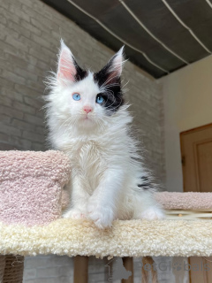 Photo №1. maine coon - for sale in the city of Bautzen | negotiated | Announcement № 160718