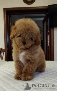 Photo №2 to announcement № 42760 for the sale of poodle (dwarf) - buy in Russian Federation private announcement