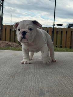 Photo №2 to announcement № 175409 for the sale of english bulldog - buy in Netherlands breeder