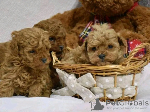 Photo №2 to announcement № 123071 for the sale of poodle (toy) - buy in Portugal breeder