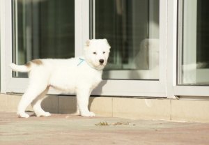 Photo №2 to announcement № 3614 for the sale of central asian shepherd dog - buy in Russian Federation from nursery, breeder