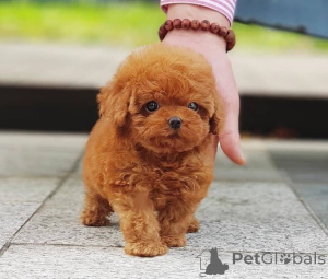 Photo №1. poodle (toy) - for sale in the city of Bucharest | negotiated | Announcement № 157979