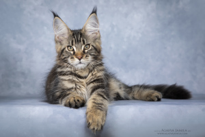 Photo №1. maine coon - for sale in the city of Москва | 559$ | Announcement № 5948