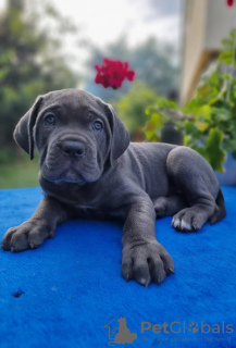 Photo №2 to announcement № 41713 for the sale of cane corso - buy in Germany private announcement