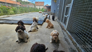 Photo №4. I will sell lagotto romagnolo in the city of Trstenik.  - price - 310$