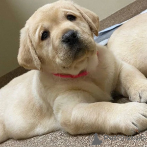 Photo №1.  - for sale in the city of Leeds | 300$ | Announcement № 160968