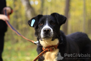 Photo №3. Young and tender Luka is waiting for a family. Russian Federation