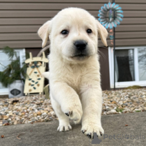Photo №3. Labrador Retriever Female 6 weeks old Ready by Mar. 28. Germany