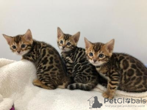 Photo №1. bengal cat - for sale in the city of Graz | Is free | Announcement № 129113