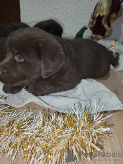 Photo №4. I will sell labrador retriever in the city of Belgrade.  - price - negotiated