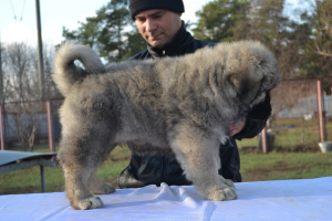 Photo №3. Caucasian Shepherd Puppies. Ukraine