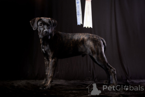 Photo №1. cane corso - for sale in the city of Buzău | 9412$ | Announcement № 150213
