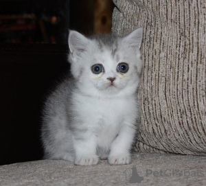 Photo №1. munchkin - for sale in the city of Jette | Is free | Announcement № 129048