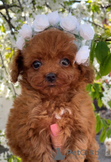 Photo №3. Toy Poodle Puppies with pedigree for sale to loving homes with home delivery. Germany