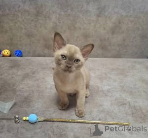 Photo №1. burmese cat - for sale in the city of Wesel | 361$ | Announcement № 177641