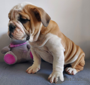 Photo №1. english bulldog - for sale in the city of Gdańsk | 1585$ | Announcement № 71262
