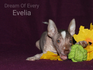 Photo №1. mexican hairless dog - for sale in the city of Stary Oskol | Negotiated | Announcement № 3883
