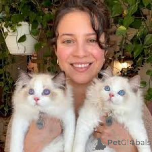 Photo №2 to announcement № 162720 for the sale of ragdoll - buy in Netherlands private announcement, breeder