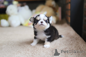 Photo №4. I will sell chihuahua in the city of San Diego. breeder - price - negotiated