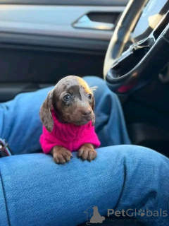 Photo №2 to announcement № 162956 for the sale of dachshund - buy in United States breeder
