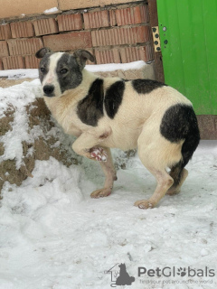 Photo №1. non-pedigree dogs - for sale in the city of Москва | Is free | Announcement № 30129