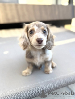 Photo №3. Deze prachtige teckelpuppy's. Netherlands