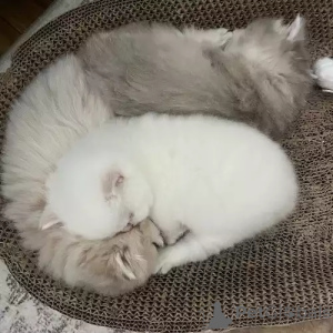 Photo №1. british shorthair - for sale in the city of CoCHEM | 392$ | Announcement № 167268