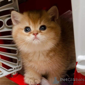 Photo №1. british shorthair - for sale in the city of Florida | 300$ | Announcement № 71957
