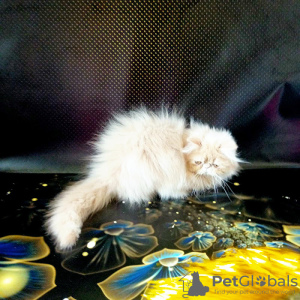 Photo №2 to announcement № 11669 for the sale of persian cat - buy in Ukraine 