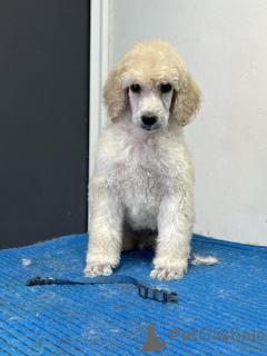 Photo №2 to announcement № 148953 for the sale of poodle (royal) - buy in Serbia 