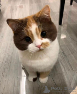 Photo №3. Chocolate brown and white British shorthair cat. United Kingdom