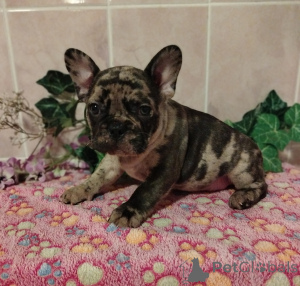 Photo №2 to announcement № 159801 for the sale of french bulldog - buy in Belarus breeder