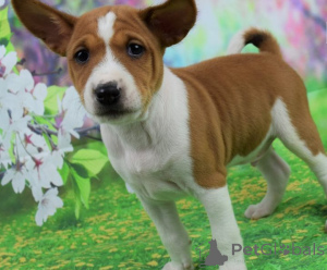 Photo №1. basenji - for sale in the city of Riga | negotiated | Announcement № 176272