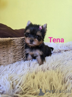Photo №4. I will sell yorkshire terrier in the city of Zrenjanin. breeder - price - negotiated