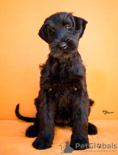 Additional photos: Giant Schnauzer Puppies