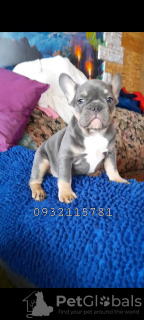 Photo №2 to announcement № 38329 for the sale of french bulldog - buy in Ukraine breeder