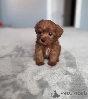 Photo №2 to announcement № 152446 for the sale of poodle (toy) - buy in United States breeder