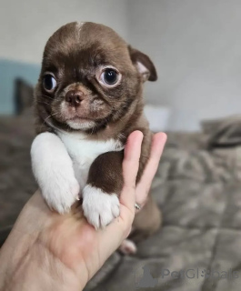 Photo №1. chihuahua - for sale in the city of Hamburg | negotiated | Announcement № 165178