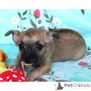 Photo №3. Meet Wiley Charming Male Chihuahua Puppy Ready for His Forever Home!. Germany