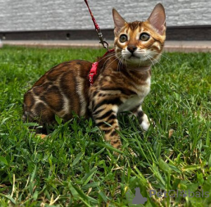 Photo №1. bengal cat - for sale in the city of Berlin | negotiated | Announcement № 113542