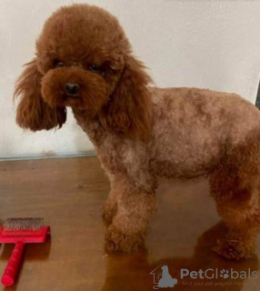 Additional photos: Toy Poodle, puppies available