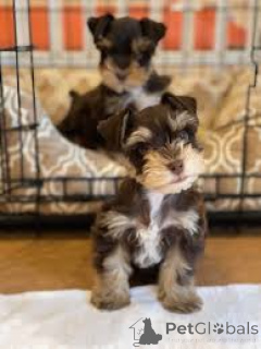Photo №1. schnauzer - for sale in the city of Paris | 723$ | Announcement № 164805