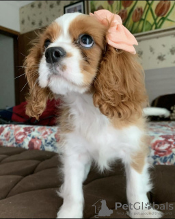 Photo №1. cavalier king charles spaniel - for sale in the city of Мальмё | negotiated | Announcement № 48008