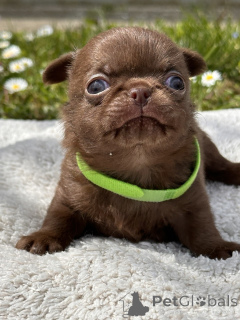 Photo №3. CHIHUAHUA BOYS. Serbia