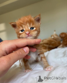 Photo №1. maine coon - for sale in the city of Munich | 329$ | Announcement № 150585