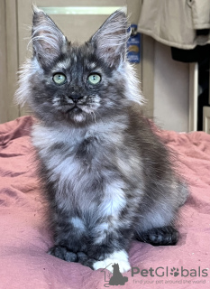 Additional photos: Maine Coon Polydactyl Girl