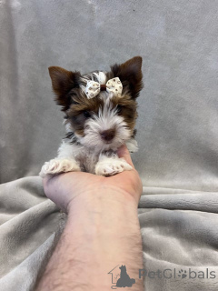 Photo №1. non-pedigree dogs - for sale in the city of Erftstadt | 358$ | Announcement № 148569