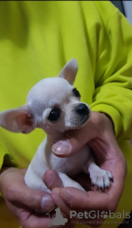 Additional photos: Princess Mini Chihuahuas