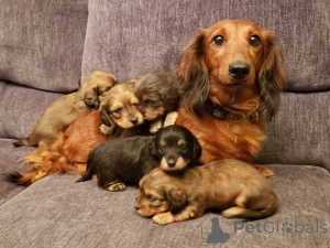 Photo №1. dachshund - for sale in the city of Irthlingborough | negotiated | Announcement № 135436